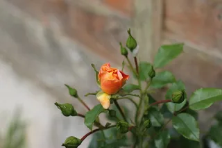 玫瑰，花园，花束，橙色，芽