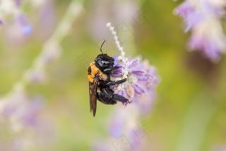 蜜蜂，自然，飞，动物，嗡嗡声，花卉，野生动物