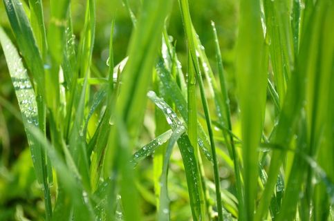 草，草叶，弗里施，绿色，露水，水分