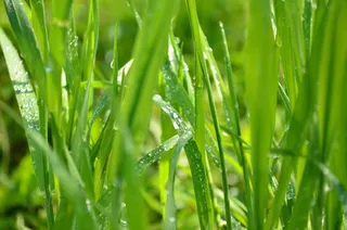 草，草叶，弗里施，绿色，露水，水分