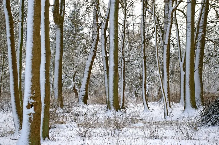 森林，冬天，树木，雪，寒冬，性质，雪域