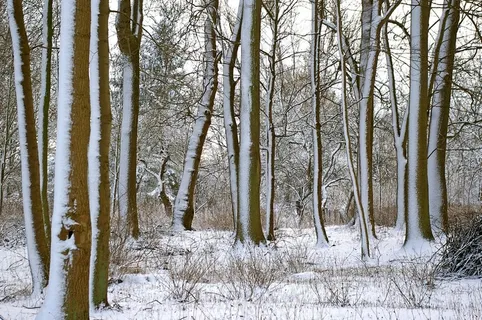 森林,冬天,树木,雪,寒冬,性质,雪域 森林,冬天,树木,雪,寒冬,性质,雪域