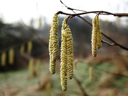 榛花，榛子，开花，春天，榛树