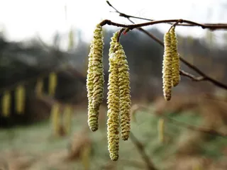榛花，榛子，开花，春天，榛树