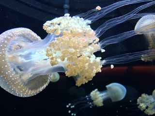 水母，触角，水族馆，黑色，半透明