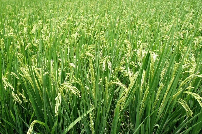 植物，水稻，穗，绿色