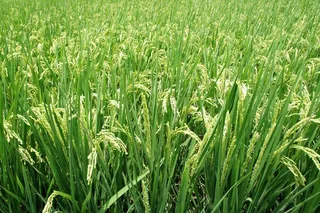 植物，水稻，穗，绿色