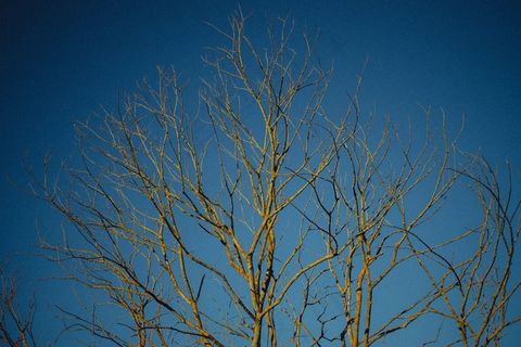 枯枝,天空,雪树银花,冰雪,树,裸树