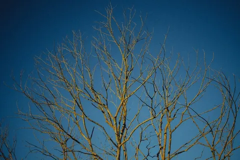 枯枝,天空,雪树银花,冰雪,树,裸树