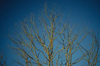 枯枝,天空,雪树银花,冰雪,树,裸树