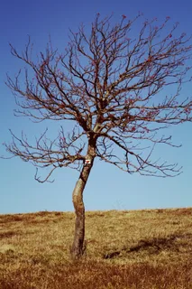 树，干旱，树枝，干，木材，自然，干旱