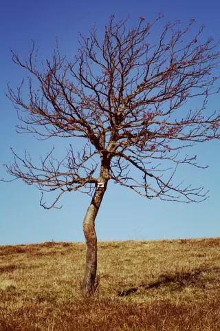 树，干旱，树枝，干，木材，自然，干旱