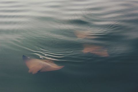 蝠ta，鱼，大海，海洋，水下，表面，水