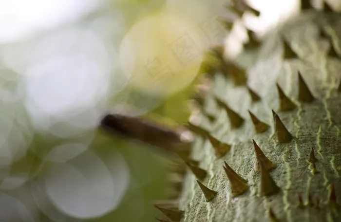 木棉，树，散景，性质，植物，穗，穗，绿色