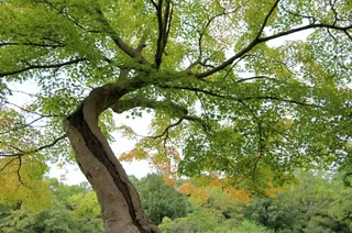 树，叶子，自然，嫩枝，树干，生活，伍兹