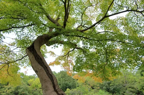 树,叶子,自然,嫩枝,树干,生活,伍兹 树,叶子,自然,嫩枝,树干,生活,伍兹