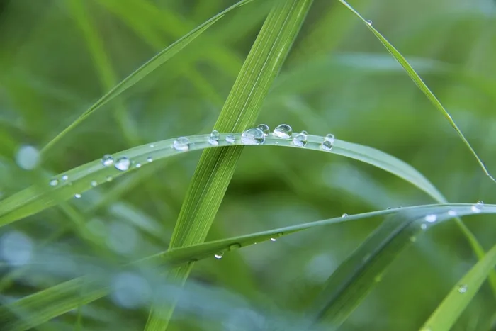 滴灌，露水，露珠，草，一滴水，绿色