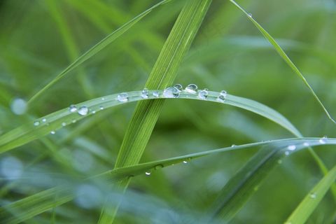 滴灌，露水，露珠，草，一滴水，绿色