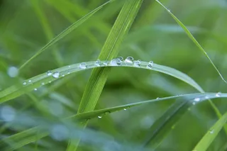 滴灌，露水，露珠，草，一滴水，绿色