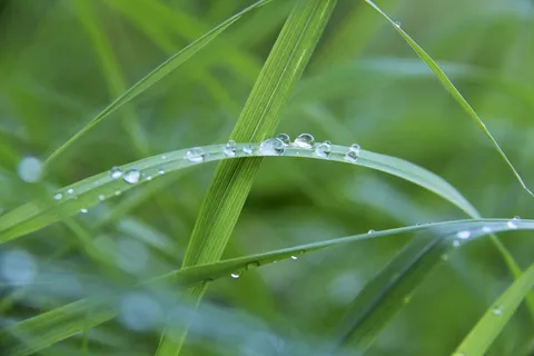 滴灌,露水,露珠,草,一滴水,绿色 滴灌,露水,露珠,草,一滴水,绿色