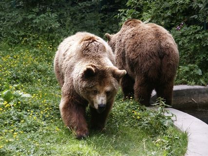 熊，棕熊，动物，毛皮，动物世界