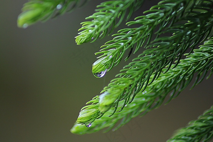 叶，雨，性质，滴植物，叶子，水，植物