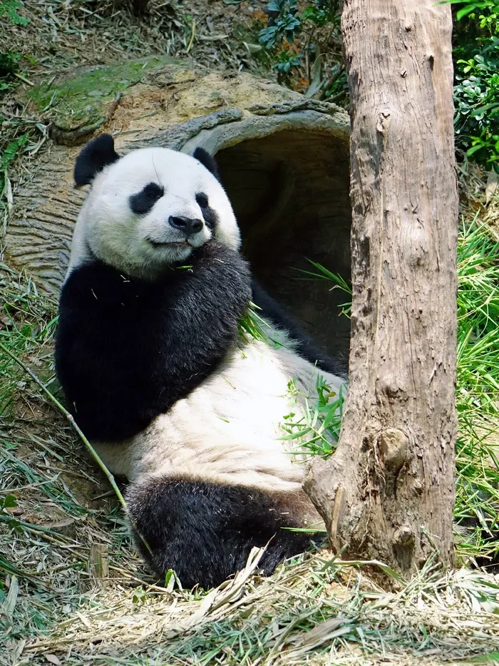 熊猫，濒危，稀有，受保护，竹