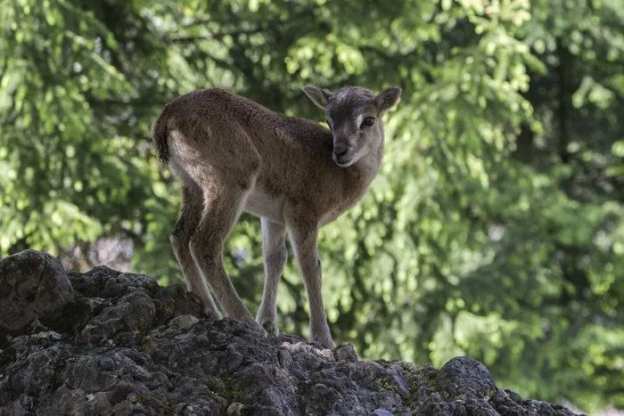 ，马鹿，动物园，野生动物公园，自然，野生