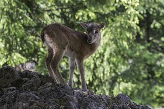，马鹿，动物园，野生动物公园，自然，野生