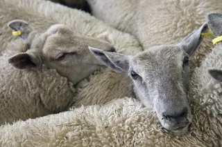 绵羊，羔羊，农场，动物，农业，牲畜