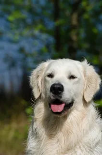 金毛寻回犬,肖像,夏天,头,猎犬 金毛寻回犬,肖像,夏天,头,猎犬