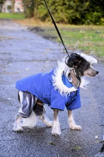 狗，播放，公园，可爱，犬，小狗，宠物，动物