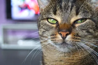 动物，猫，宠物，家猫，甜