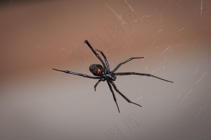 黑寡妇蜘蛛，网络，蜘蛛，有毒，毒液