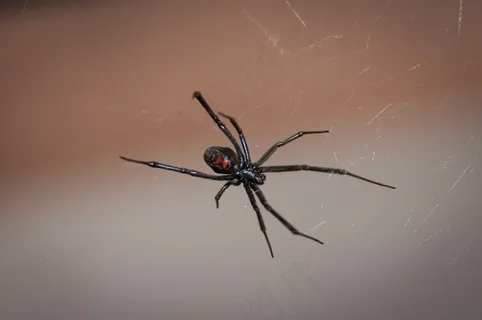 黑寡妇蜘蛛，网络，蜘蛛，有毒，毒液