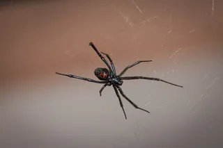 黑寡妇蜘蛛，网络，蜘蛛，有毒，毒液