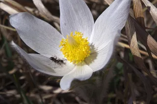 花，蚂蚁，宏，Bug，关闭，春天，昆虫