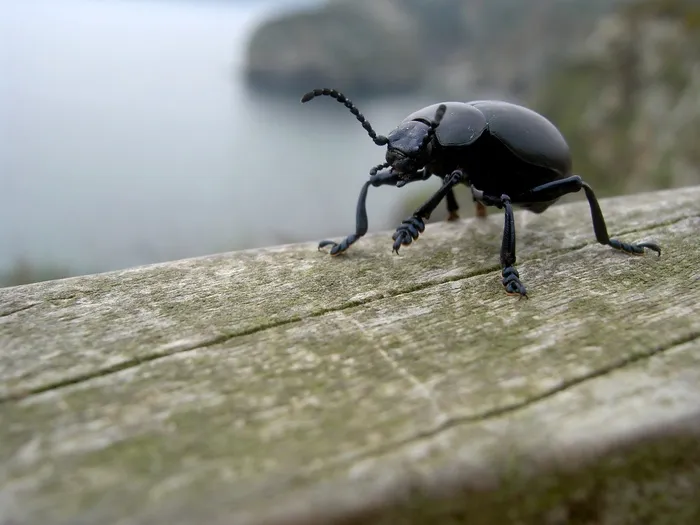 血腥的甲虫，甲虫，Timarcha Tenebricosa