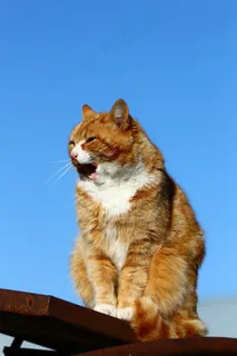 猫，小猫，蓬松，宠物，动物，毛