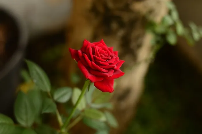 红玫瑰，鲜花，模糊，性质，花园，红色