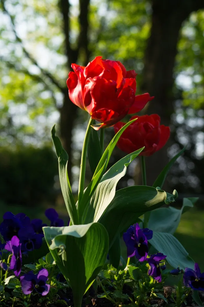 郁金香花,郁金香,花卉,克鲁西郁金香,玫瑰,红色植物春天的花朵