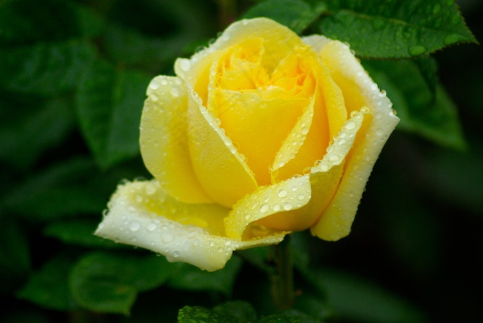 花，粉红色，黄色花，花瓣，露水