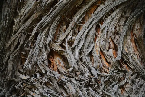 自然，树，树皮，自然，森林，环境