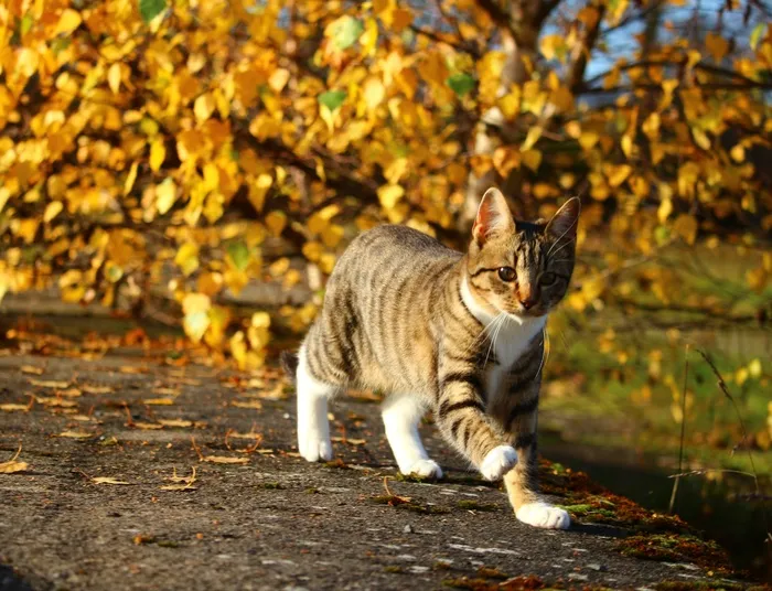 猫，秋季，鲭鱼，小猫，猫宝宝，家猫
