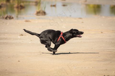 性格开朗，狗，运行，小狗，海滩，动物，乐趣，慢跑