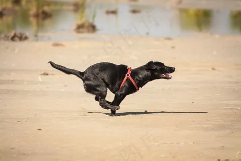 性格开朗，狗，运行，小狗，海滩，动物，乐趣，慢跑