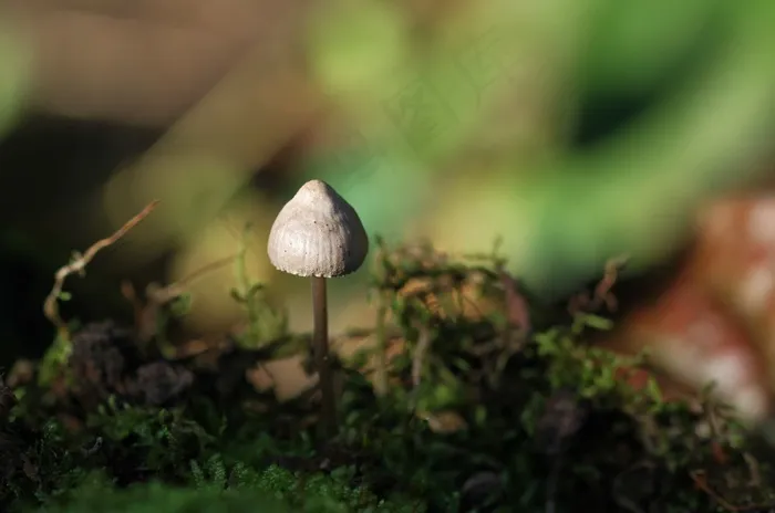 蘑菇，苔，自然，森林，秋季，森林地面
