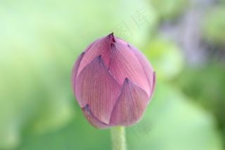 莲花芽，莲花，花，盛开，芽，盛开，植物
