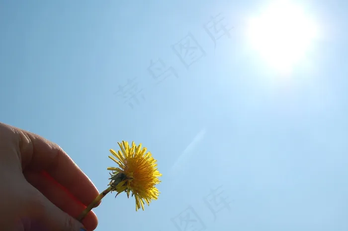 蒲公英，开花，夏天，黄色，花