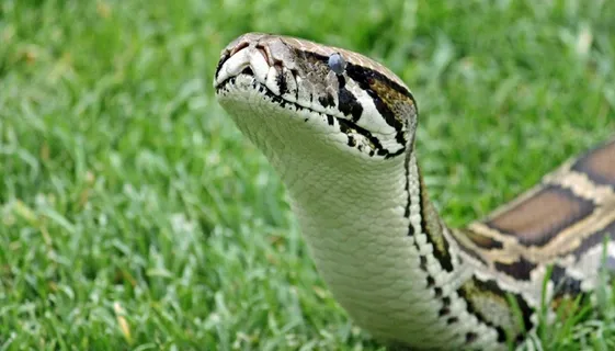 Schlang,收缩器,头部,体重秤,爬行动物,Python Schlang,收缩器,头部,体重秤,爬行动物,Python